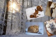 Hová tűnnek télen az állatok?  - Téli foglalkozások óvodásoknak
