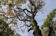Bélapátfalva - Szilvásvárad, Kelemen széke tanösvény