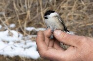 Madárgyűrűzés és cinkegolyó készítés iskolai csoportoknak a Szeleta Parkban
