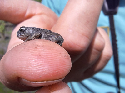 Frissen átalakult zöld varangy (Bufo viridis) példány