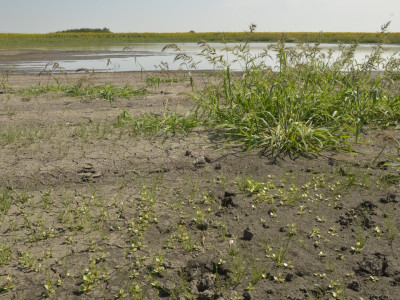 Apró iszapnövényzet (előtérben) és közönséges kakaslábfű (Echinochloa crus-galli) tömege nyílt felsz