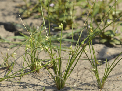 Henye káka kiszáradt talajfelszínen