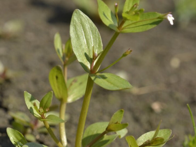 Virágzó heverő iszapfű