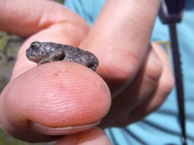 Frissen átalakult zöld varangy (Bufo viridis) példány