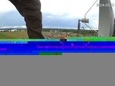 SnapShot-20240525_175902_herédi_fiók��k_a_fészekben