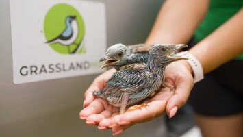 „Madaras nap a Bükkalján” – Beszámoló és „szalakótás kitekintés”