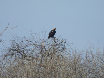 parlagi_sas_ezustfan_Sasvári János