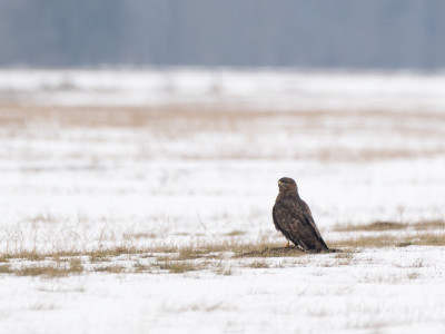 Egerészölyv_DSC_6703_Papp Csaba
