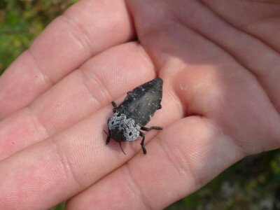 Kökény-tükrösdíszbogár (Capnodis tenebrionis)