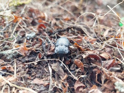 Kökény-tükrösdíszbogár (Capnodis tenebrionis)