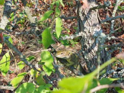 Zöld gyík (Lacerta viridis) 