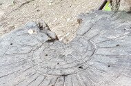 Myths on Fossils of Ipolytarnoc