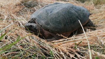 Nem mindennapi élőlény bukkant fel a Taktaközben
