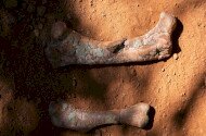 Erdélyi dinoszauruszok nyomában - Dr. Botfalvai Gábor előadása az Ipolytarnóci Ősmaradványoknál