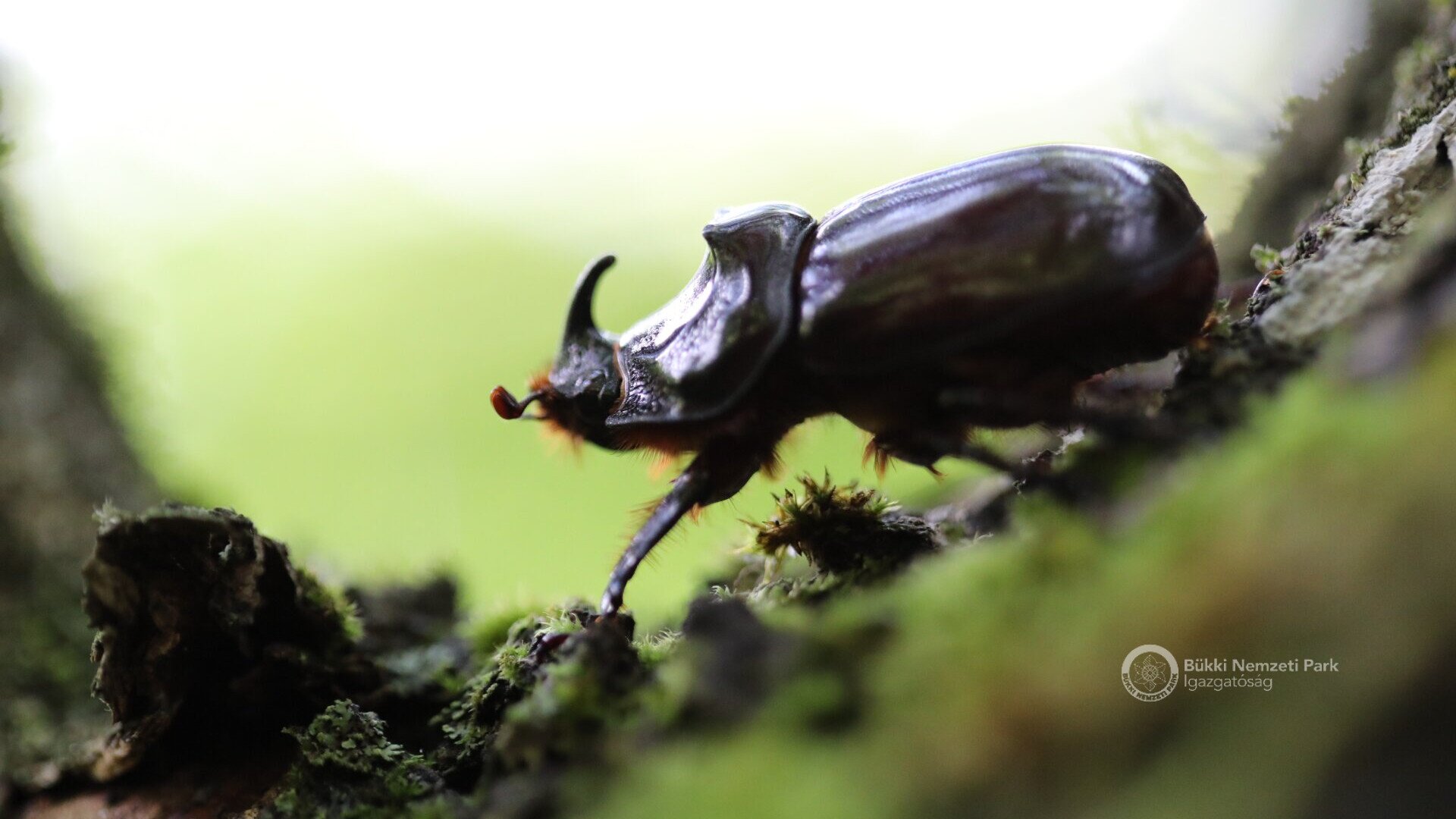 orrszarvúbogár hím KA