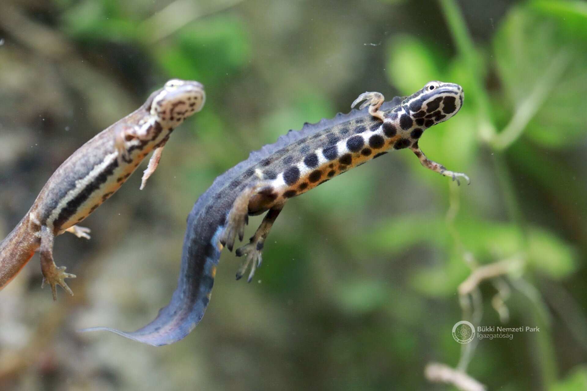 pettyes gőték Kozma Attila