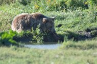 Press release about recent bear sightings