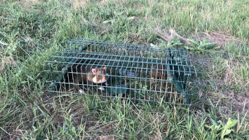 Rekord mezei hörcsög fogás a Hevesi síkon