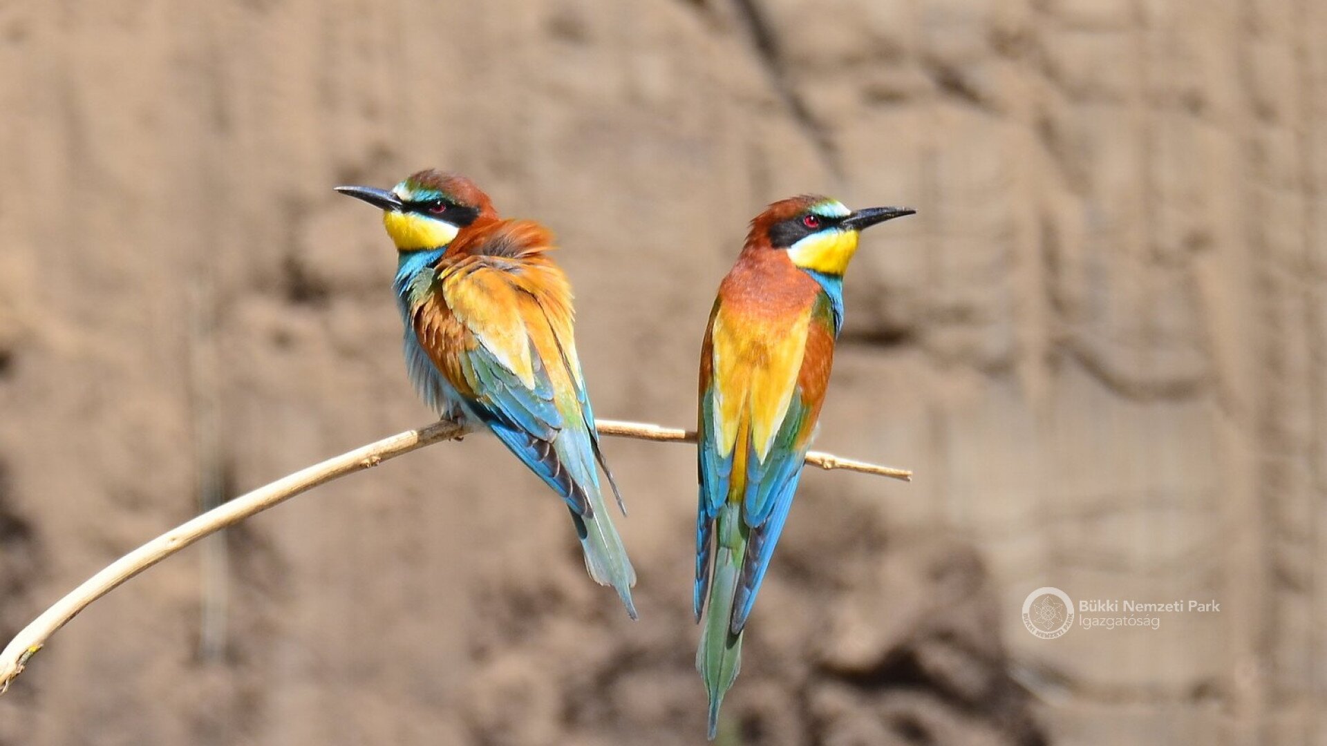 soos_gabor_gyurgyalag_par