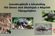 Szendergőktől a hétalvókig - Téli álmot alvó állatfajok a Nógrádi Tájegységben