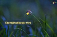 Szentjánosbogár túra Felsőtárkányban