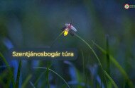 Szentjánosbogár túra Felsőtárkányban