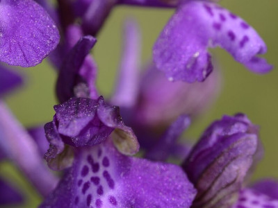 Agárkosbor Fotó: Bartha Csaba