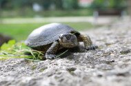 Állatok Világnapja és Állatvédelmi Témahét a Bábakalács Természetiskolában