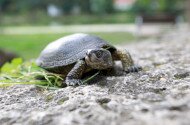 Állatok Világnapja és Állatvédelmi Témahét a Bábakalács Természetiskolában