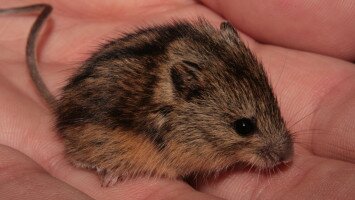 Természetmegőrzési Műhely: A hazai "bújócskaversenyek" rekordere – 70 évig "láthatatlan” volt az idei Év Emlőse