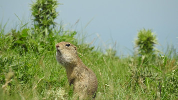 Természetvédelmi program az európai ürge állományának megőrzéséért, gyarapításáért