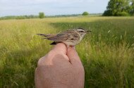 Madárgyűrűzés a Kesznyéteni Tájvédelmi Körzetben, Tiszalúcon
