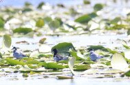Téli madáretetés és madárgyűrűzés, valamint 
