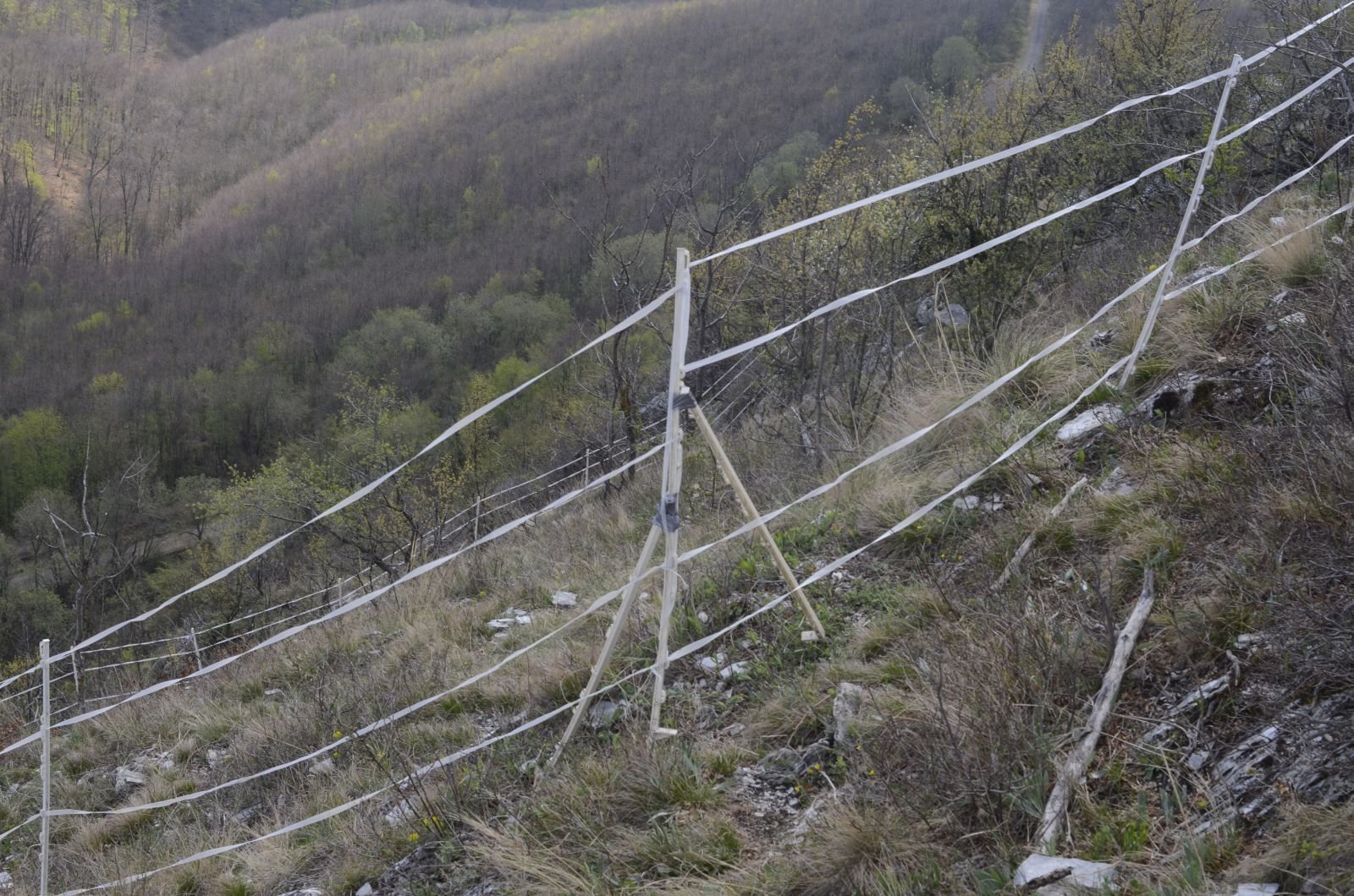 Az elkészült ideiglenes kerítés a vadak távoltartására. Fotó: Pongrácz Ádám